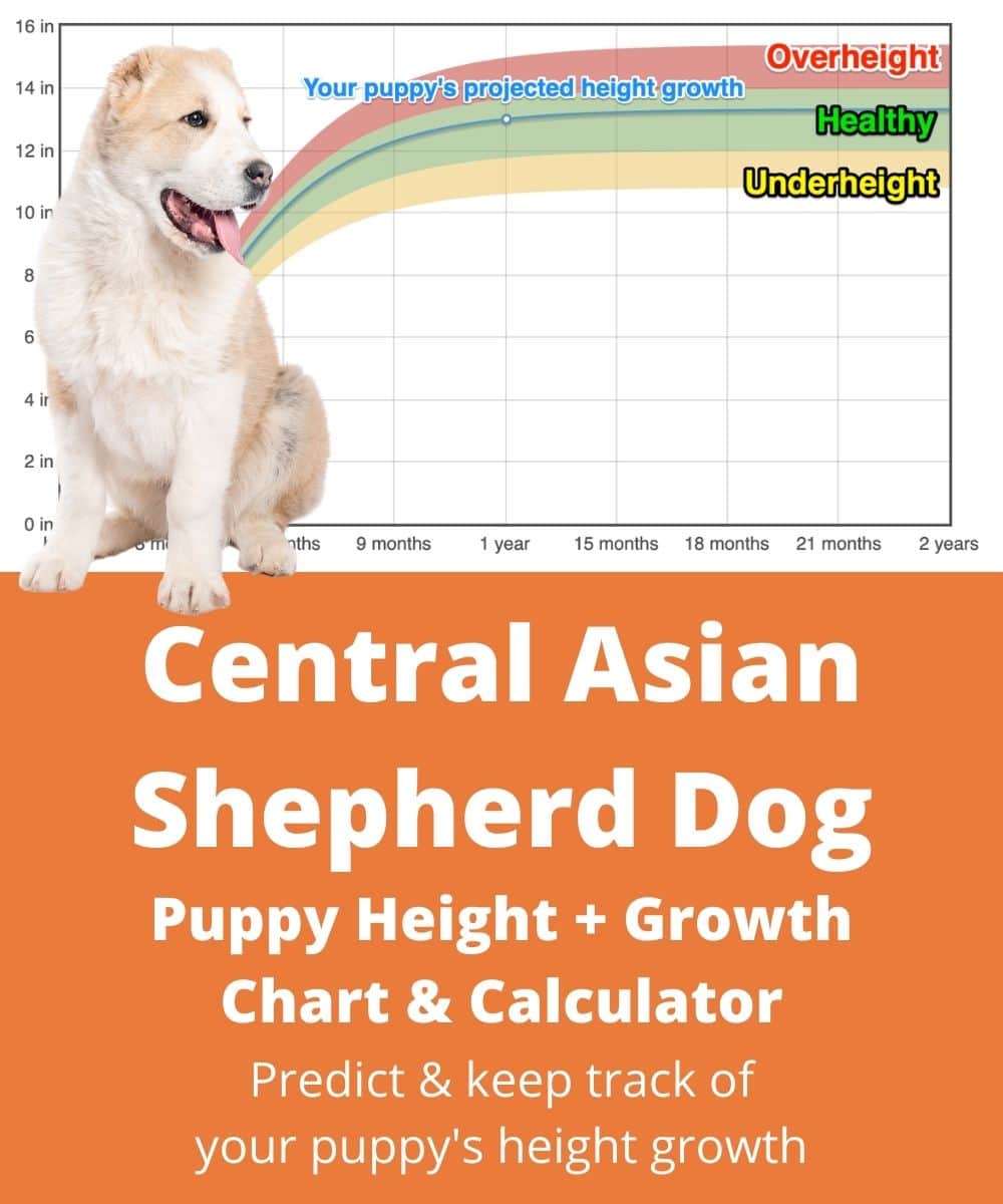 central-asian-shepherd-dog Puppy height Growth Chart